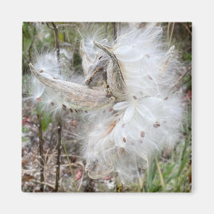 Open Milkweed Pods Samen mit Seide Magnet