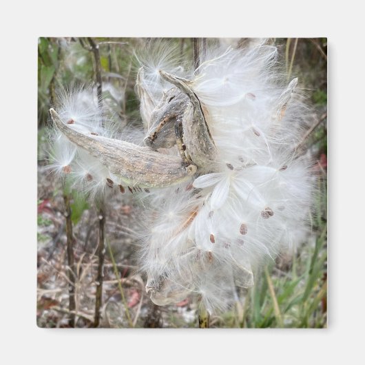 Open Milkweed Pods | Samen mit Seide | Magnet (Vorne)