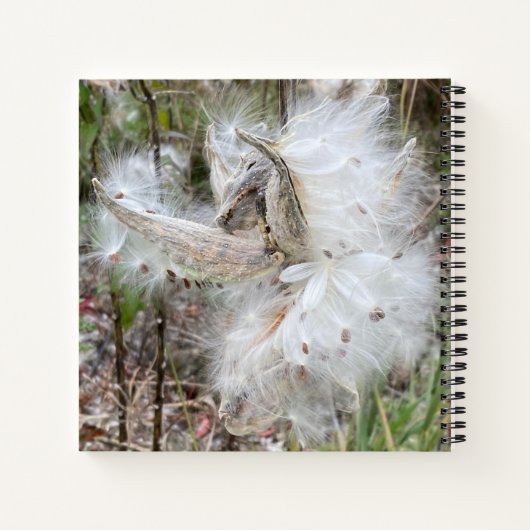 Open Milkweed Pods | Samen mit Seide | Notizblock (Rückseite)