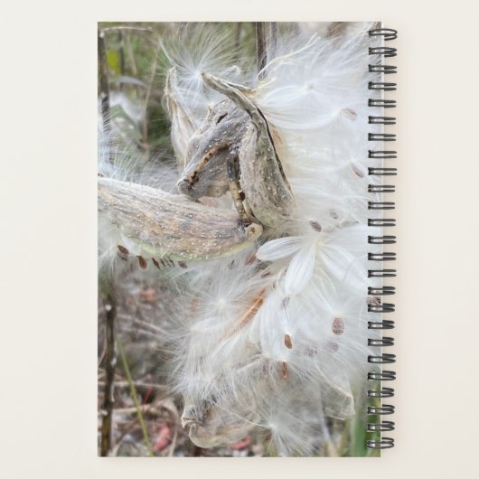 Open Milkweed Pods | Samen mit Seide | Planer (Rückseite)