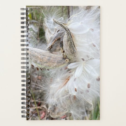 Open Milkweed Pods | Samen mit Seide | Planer (Vorderseite)
