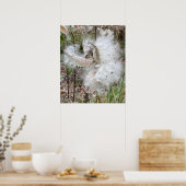 Open Milkweed Pods | Samen mit Seide | Poster (Küche)