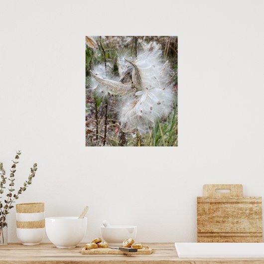 Open Milkweed Pods | Samen mit Seide | Poster (Küche)