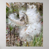 Open Milkweed Pods | Samen mit Seide | Poster (Vorne)