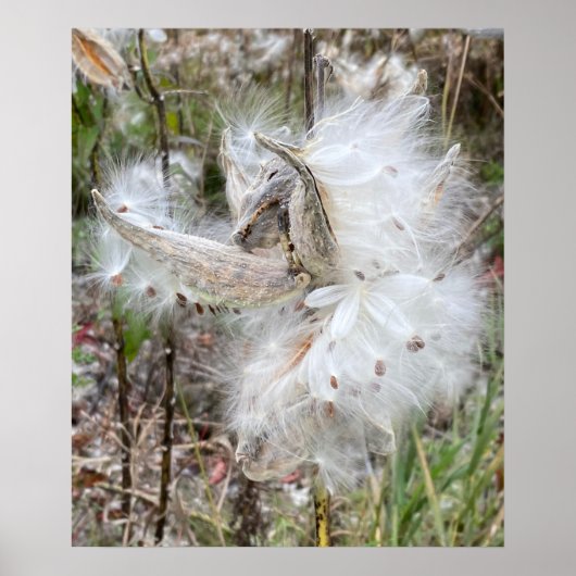 Open Milkweed Pods | Samen mit Seide | Poster (Vorne)