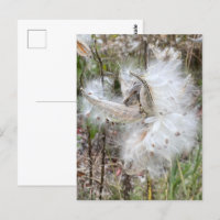 Open Milkweed Pods | Samen mit Seide |