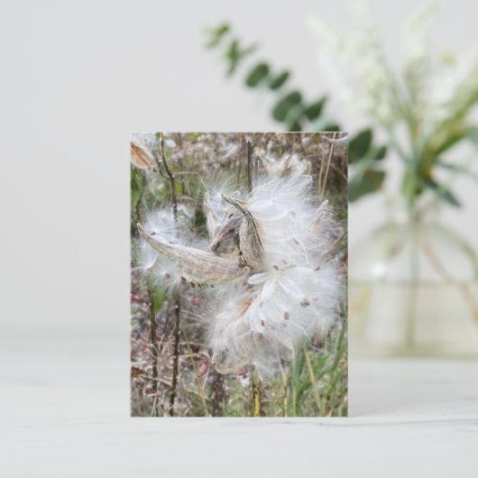Open Milkweed Pods | Samen mit Seide | Postkarte (Stehend Vorderseite)