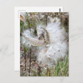Open Milkweed Pods | Samen mit Seide | Postkarte (Vorne/Hinten)