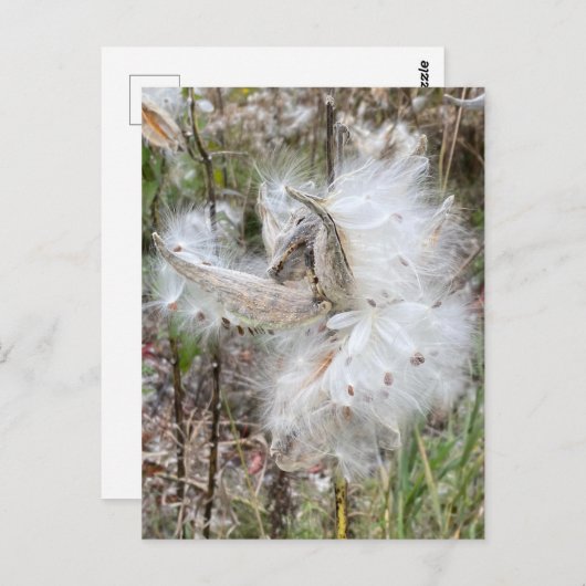 Open Milkweed Pods | Samen mit Seide | Postkarte (Vorne/Hinten)