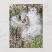 Open Milkweed Pods | Samen mit Seide | Postkarte (Vorderseite)