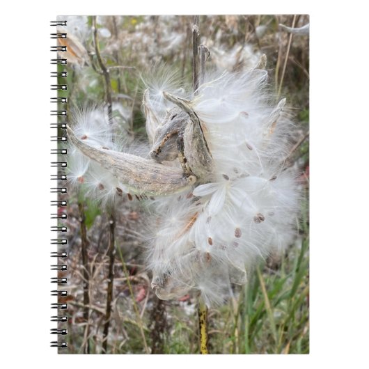 Open Milkweed Pods | Samen mit Seide | Spirale Notizblock (Vorderseite)