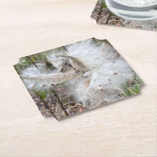 Open Milkweed Pods | Samen mit Seide | Untersetzer (angewinkelt)