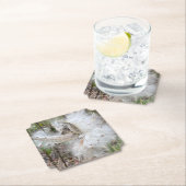 Open Milkweed Pods | Samen mit Seide | Untersetzer (Vor Ort)