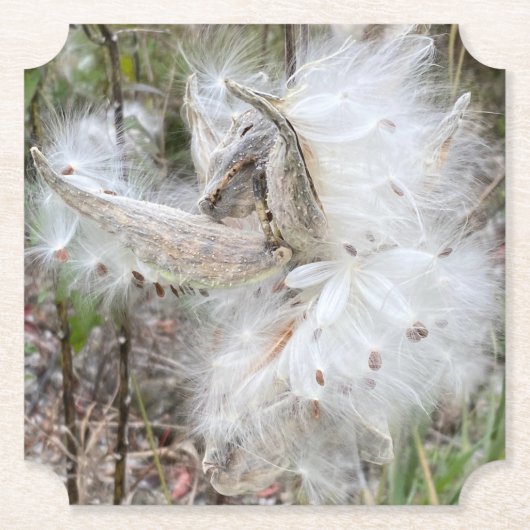 Open Milkweed Pods | Samen mit Seide | Untersetzer (Vorderseite)