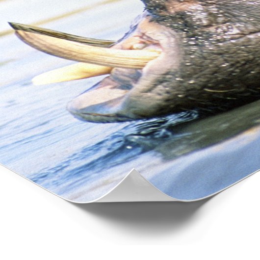 Open Mouthed Hippo Poster (Ecke)