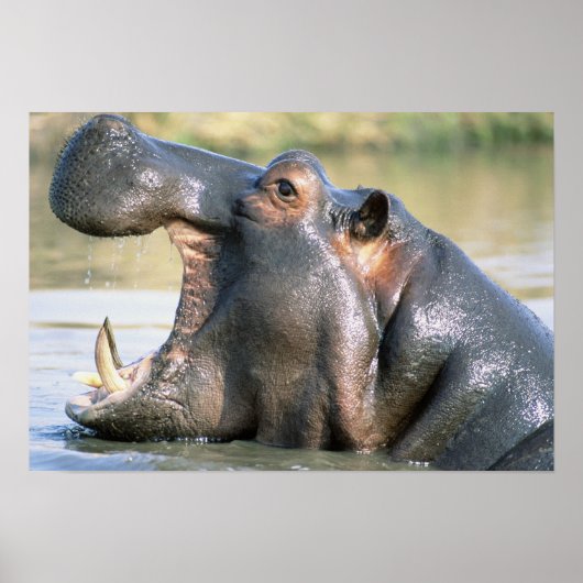 Open Mouthed Hippo Poster (Vorne)