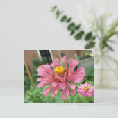 Open Pink Zinnia Postkarte (Stehend Vorderseite)