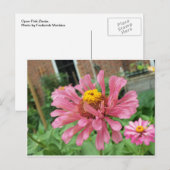 Open Pink Zinnia Postkarte (Vorne/Hinten)