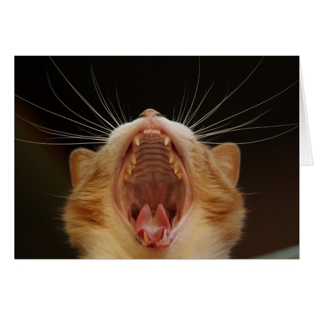 Open Wide Kitty Yawning (Vorderseite (Horizontal))