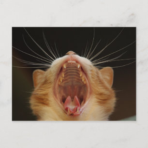 Open Wide Kitty Yawning Postkarte