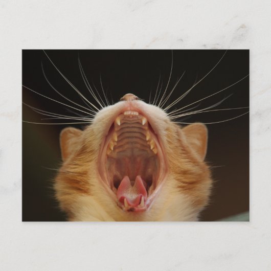Open Wide Kitty Yawning Postkarte (Vorderseite)