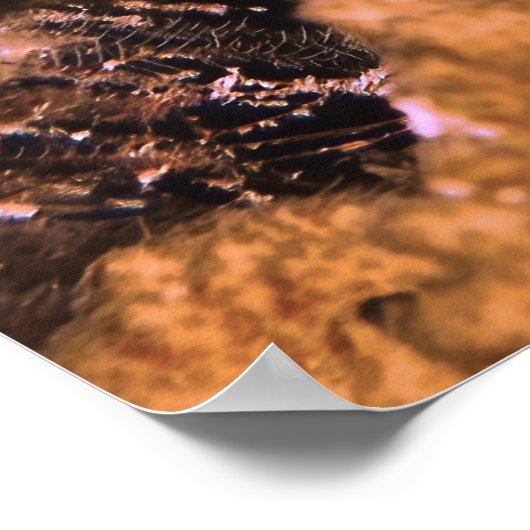 Open Wide Poster (Ecke)