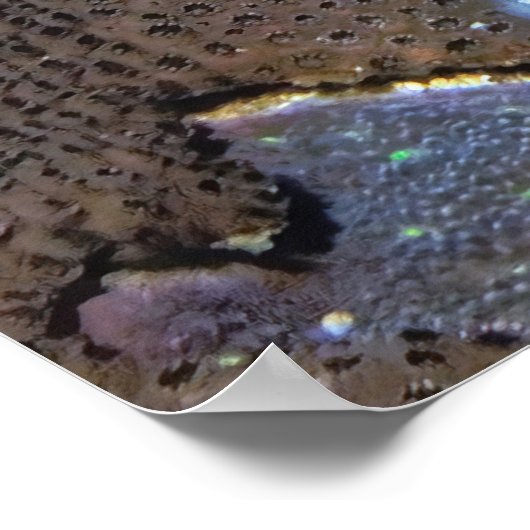 Open Wide Poster (Ecke)