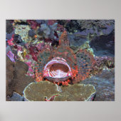 Open Wide Poster (Vorne)