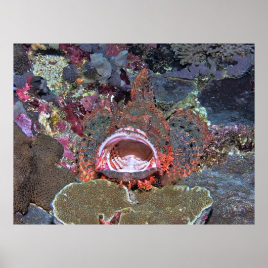 Open Wide Poster (Vorne)