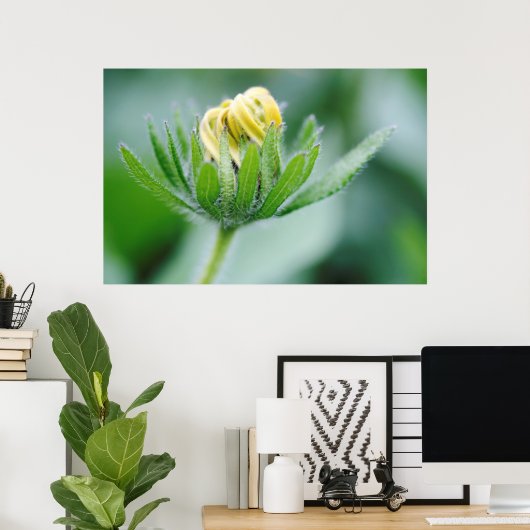 Opening Flower Of Cone Flower Poster (Heimbüro)