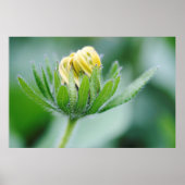 Opening Flower Of Cone Flower Poster (Vorne)
