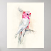 Opera Cockatoo Poster (Vorne)