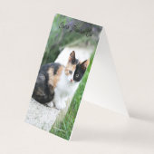 Opera Phantom Cat (Rückseite)