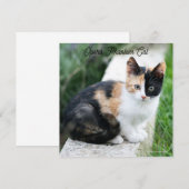 Opera Phantom Cat (Vorne/Hinten)