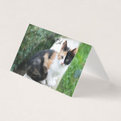 Opera Phantom Cat (Vorderseite)