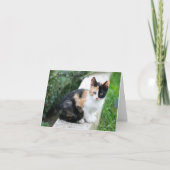 Opera Phantom Cat (Vorderseite)