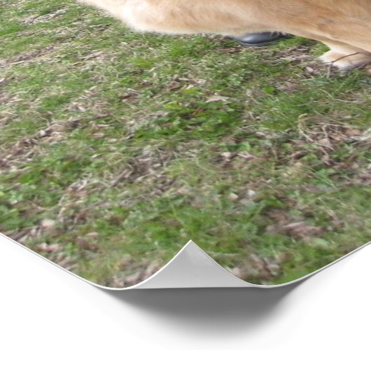 operabel poster (Ecke)