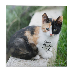Opern-Phantom-Katze Fliese