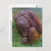 Opfer des illegalen Handels mit Wildtieren Postkarte (Vorne/Hinten)