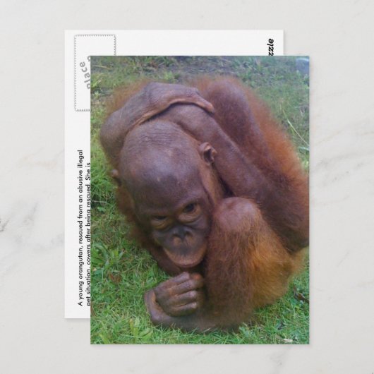 Opfer des illegalen Handels mit Wildtieren Postkarte (Vorne/Hinten)