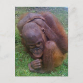 Opfer des illegalen Handels mit Wildtieren Postkarte (Vorderseite)