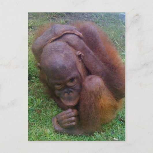 Opfer des illegalen Handels mit Wildtieren Postkarte (Vorderseite)