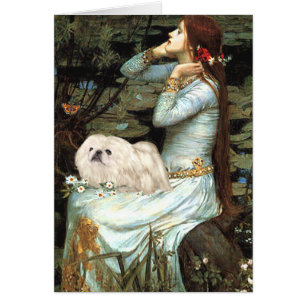 Ophelia - Weißer Pekingese 4