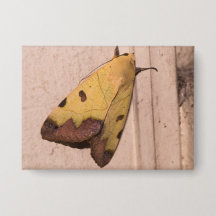 Ophiusa tirhaca, der grüne Drachen