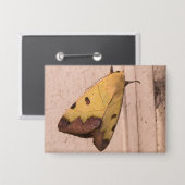 Ophiusa tirhaca, der grüne Drachen Button (Vorderseite/Rückseite)