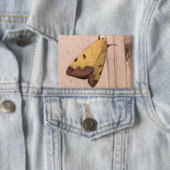 Ophiusa tirhaca, der grüne Drachen Button (Insitu)