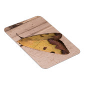 Ophiusa tirhaca, der grüne Drachen Magnet (Rechte Seite)