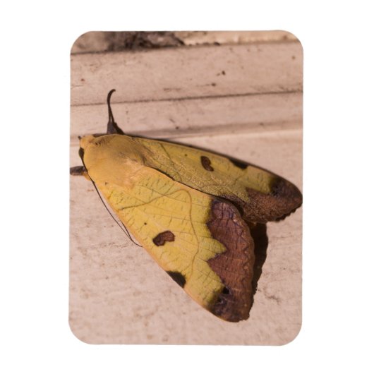 Ophiusa tirhaca, der grüne Drachen Magnet (Vertikal)