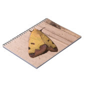 Ophiusa tirhaca, der grüne Drachen Notizblock (Linke Seite)