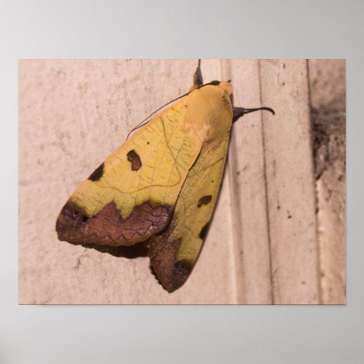 Ophiusa tirhaca, der grüne Drachen Poster (Vorne)